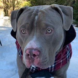 Meet your Posher, Thomas